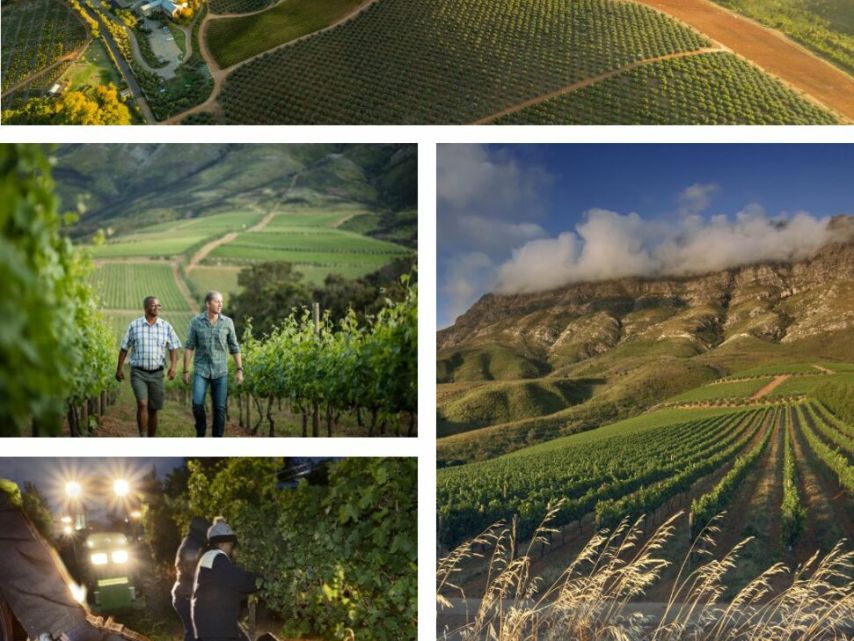 Tokara_Reserve_Collection_Cabernet_Sauvignon_2020_WBSS24_1